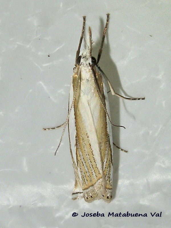 Crambus pascuella - Crambidae